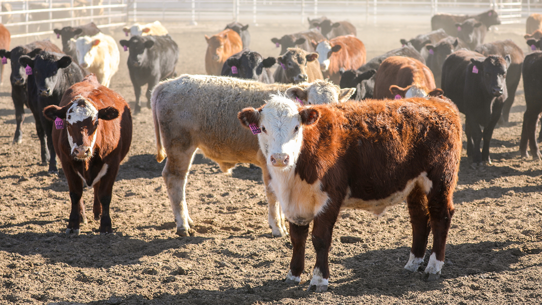 High Plains Farm Credit