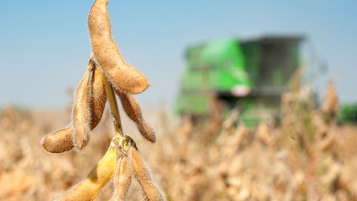 Soybean harvest