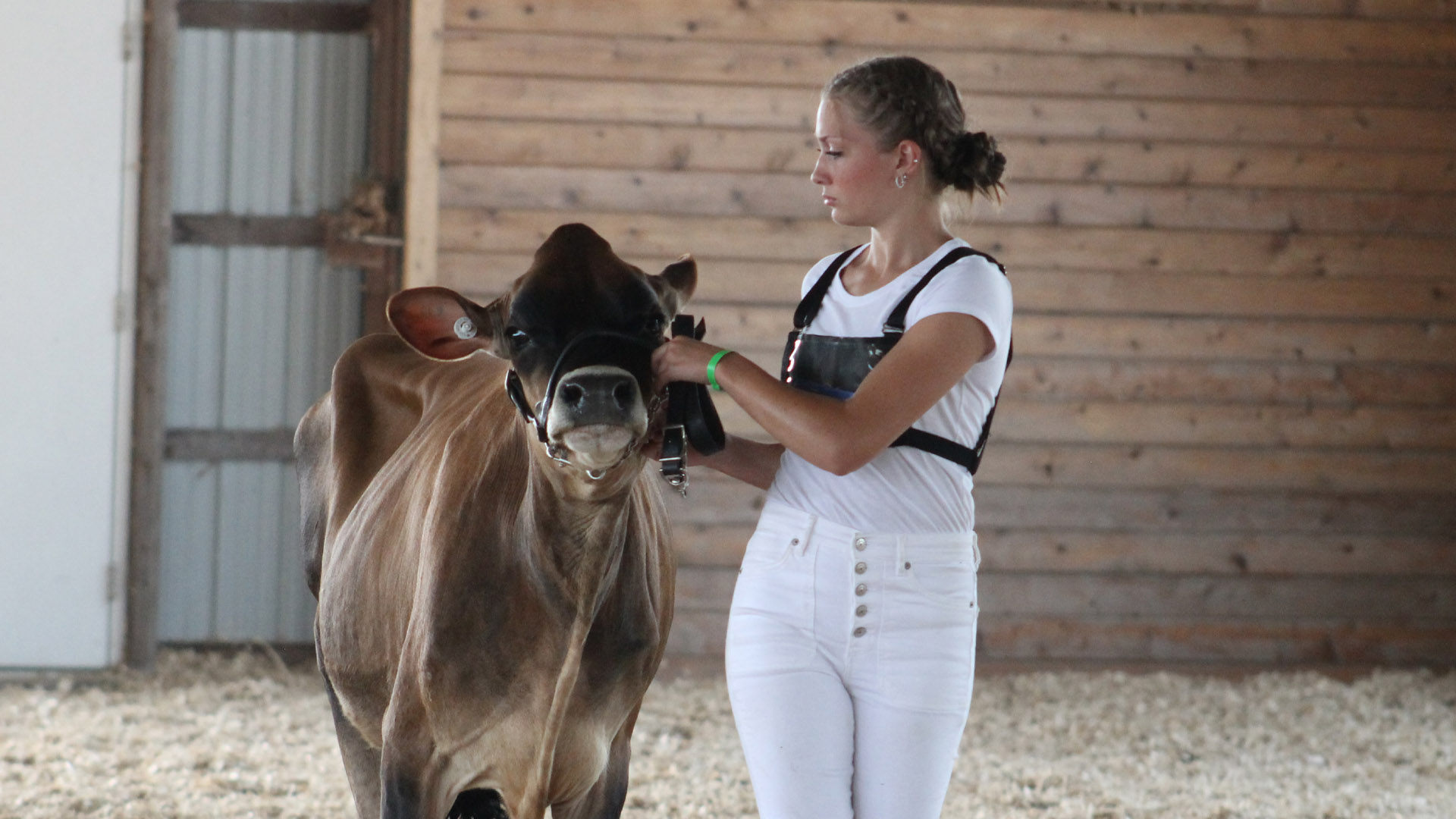 An individual in a barn guiding a dairy cow by a halter, standing on a bed of straw near wooden walls.