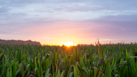 Fertilizer prices report